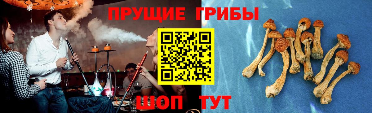 Псилоцибиновые грибы Psilocybe Спасск-Дальний